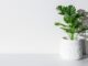 Pokojové rostliny, které zaženou stres i vyčistí vzduch ve vaší kanceláři